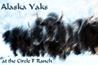 Alaska Yaks at Circle F Ranch